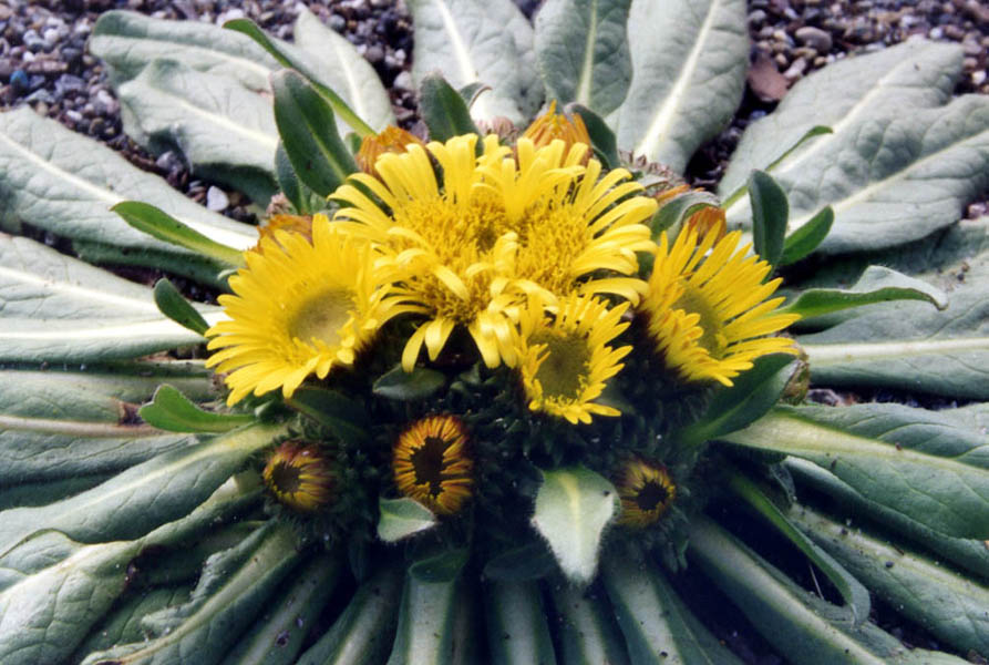 Inula rhizocephala photo